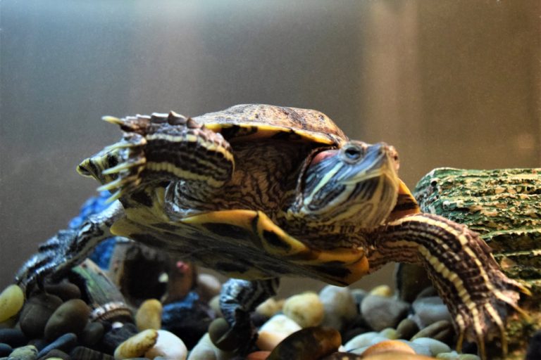 Complete Care and Habitat Guide for African Sideneck Turtles